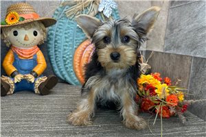 Milo - puppy for sale