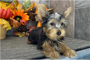 Milton - Yorkie for sale