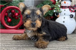 Dewdrop - Yorkshire Terrier - Yorkie for sale