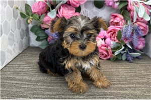 Lilly - Yorkshire Terrier - Yorkie for sale