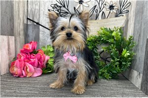Everett - Yorkshire Terrier - Yorkie for sale