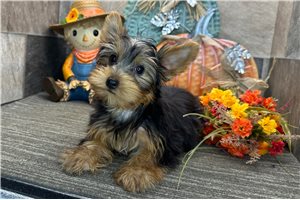Milton - Yorkie for sale
