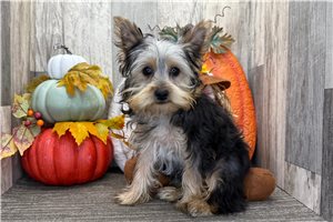 Vaughn - puppy for sale