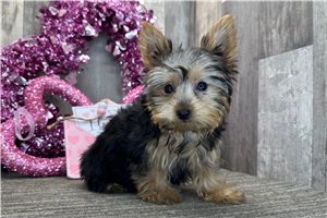 Leon - Yorkshire Terrier - Yorkie for sale