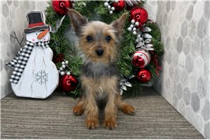 Timothy - Yorkshire Terrier - Yorkie for sale