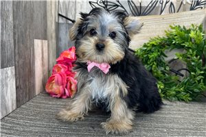 Garth - Yorkshire Terrier - Yorkie for sale