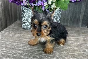 Mikey - Yorkshire Terrier - Yorkie for sale