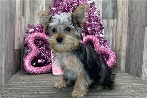 Holly - Yorkshire Terrier - Yorkie for sale