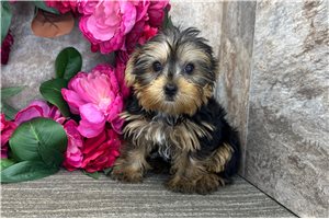 Bruce - Yorkshire Terrier - Yorkie for sale