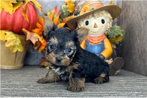 Levi - puppy for sale