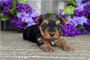 Lilly - Yorkshire Terrier - Yorkie for sale