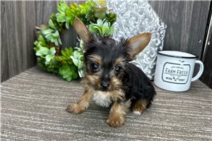 Keith - Yorkshire Terrier - Yorkie for sale