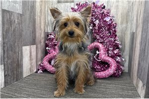 Victor - Yorkshire Terrier - Yorkie for sale