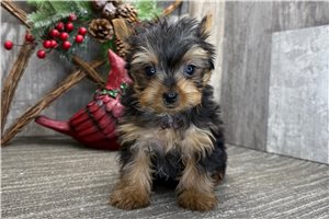 Germaine - puppy for sale