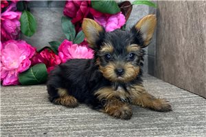 Miller - Yorkshire Terrier - Yorkie for sale