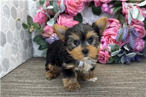 Bryce - Yorkshire Terrier - Yorkie for sale