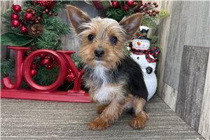 Trevor - Yorkshire Terrier - Yorkie for sale