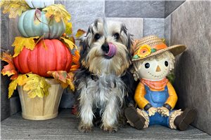 Bruce - Yorkie for sale
