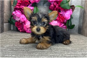 Milton - Yorkshire Terrier - Yorkie for sale