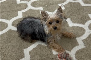 Holly - Yorkshire Terrier - Yorkie for sale