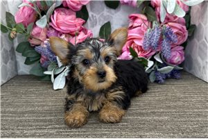 Lucky - Yorkshire Terrier - Yorkie for sale