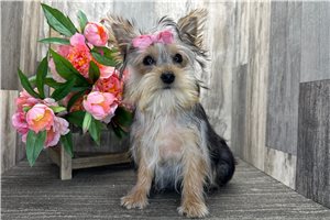 Holly - Yorkshire Terrier - Yorkie for sale