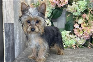 Lester - Yorkshire Terrier - Yorkie for sale
