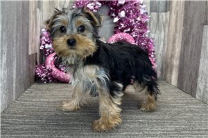 Hummingbird - puppy for sale