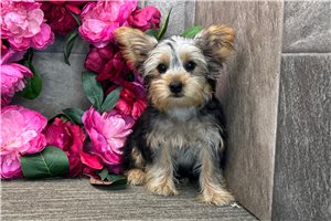 Lucky - Yorkshire Terrier - Yorkie for sale