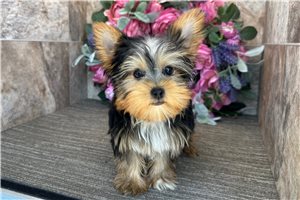 Bryce - puppy for sale