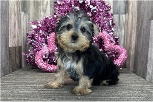 Garth - Yorkshire Terrier - Yorkie for sale