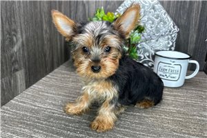 Zoey - Yorkshire Terrier - Yorkie for sale