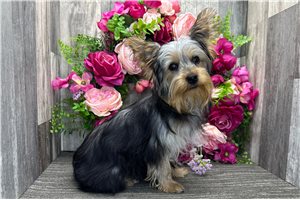 Chad - Yorkshire Terrier - Yorkie for sale