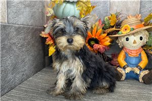 Mycroft - Yorkie for sale