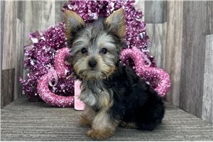 Freya - Yorkshire Terrier - Yorkie for sale