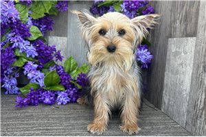 Holly - Yorkshire Terrier - Yorkie for sale