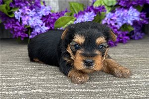 Lucky - puppy for sale
