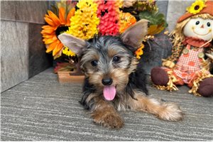 Milo - Yorkshire Terrier - Yorkie for sale