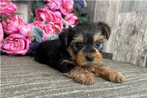 Lady - Yorkshire Terrier - Yorkie for sale