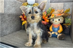 Milo - Yorkie for sale