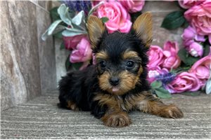 Miller - puppy for sale