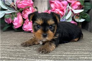 Bruce - puppy for sale