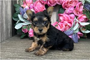 Layla - Yorkshire Terrier - Yorkie for sale