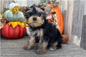 Vanna - puppy for sale