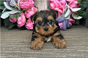 Lilly - Yorkshire Terrier - Yorkie for sale