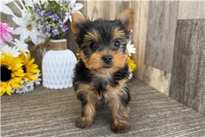 Valerie - puppy for sale