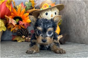 Lewis - puppy for sale