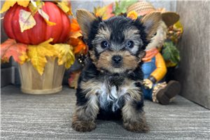 Levi - Yorkie for sale