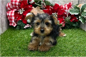 Laurent - Yorkshire Terrier - Yorkie for sale