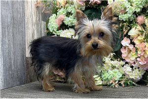 Everett - Yorkshire Terrier - Yorkie for sale